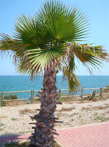 Palme an der Küste